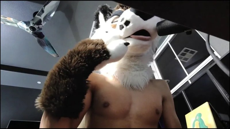Palacewolf (13) video