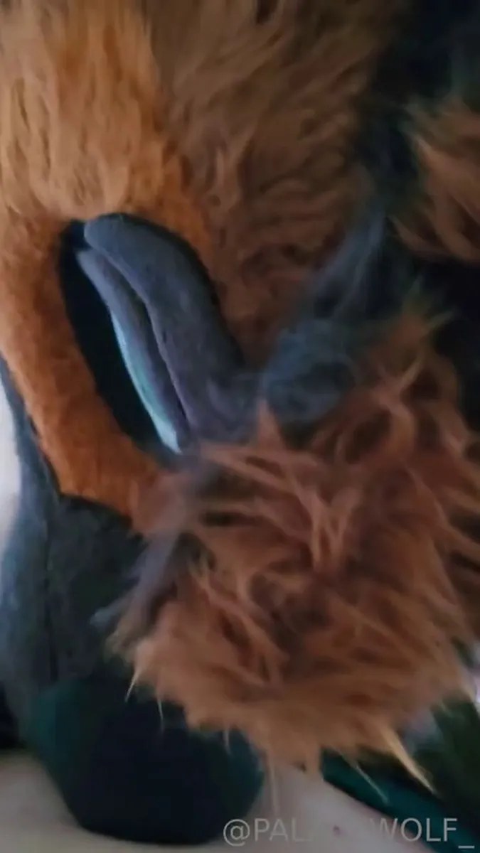 Palacewolf (70) video