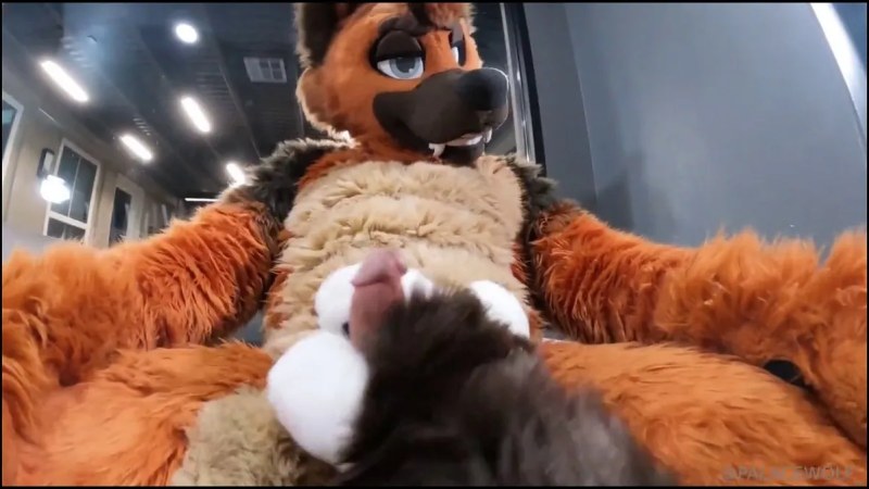 Palacewolf (9) video