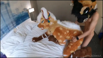 Palacewolf (130) video