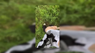 675040739599589376 video