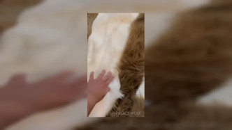 Palacewolf (81) video