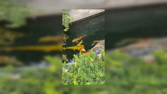 187516467 Los Angeles Album Onlyfans.com Acecarter 03 48f882e6 43d6 45c1 Abef 9ee02319cc23 video