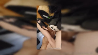 Palacewolf (96) video