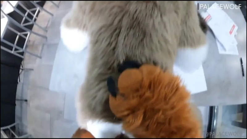 Palacewolf (147) video