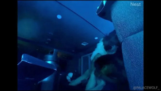 Palacewolf (156) video