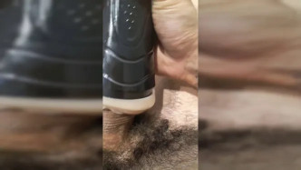 Nogueira Videos.154 video