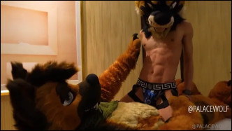 Palacewolf (46) video