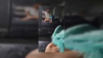 Palacewolf (177) video