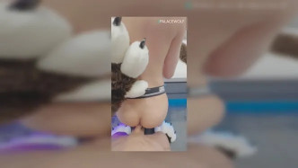 Palacewolf (15) video