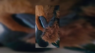 Palacewolf (70) video