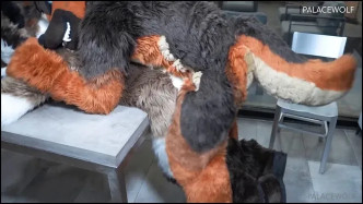 Palacewolf (146) video