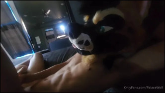 Palacewolf (1) video