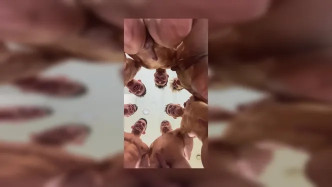 Emmet.2022 06 01 011556 video