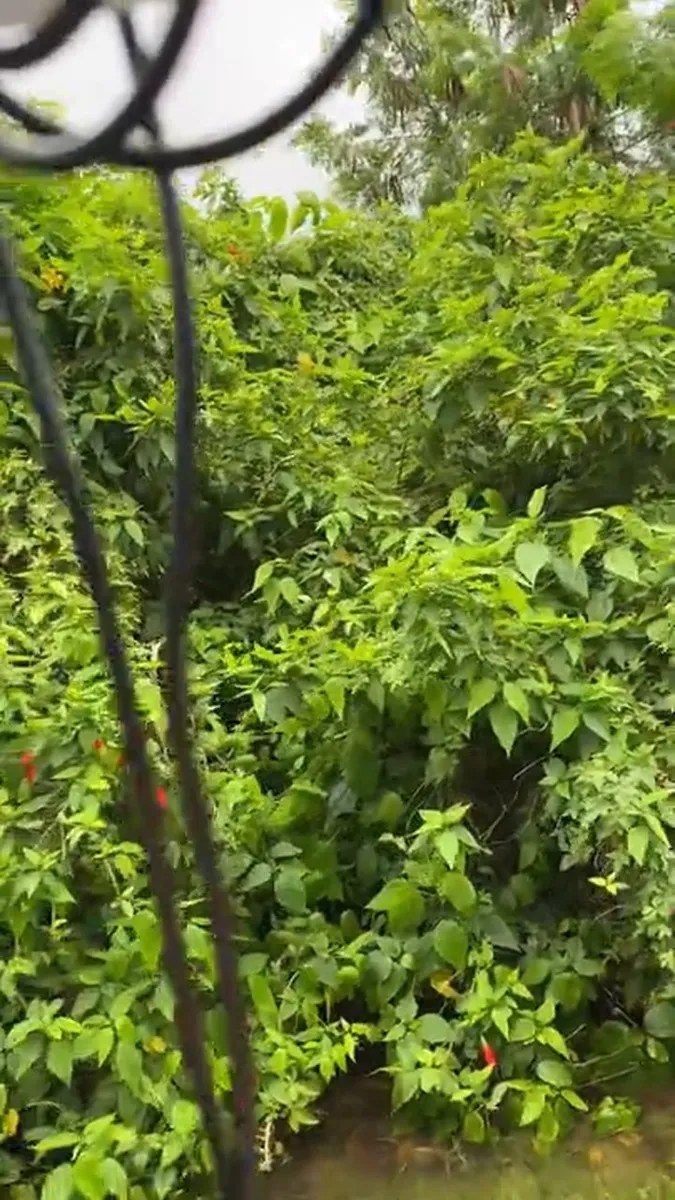 0hn8zg5wjzyuu8o2nlmmv Source video