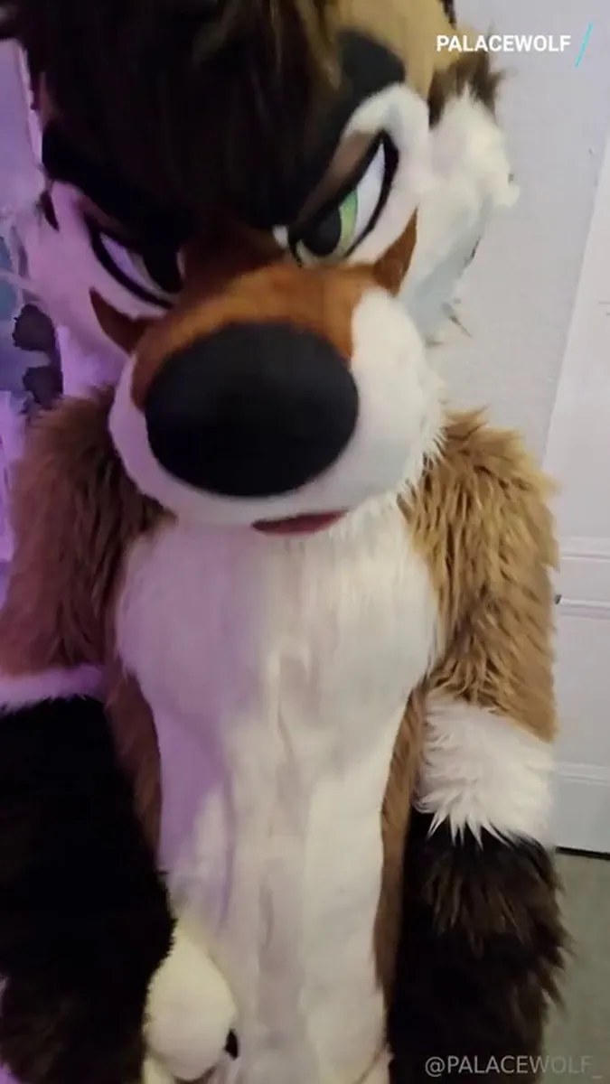 Palacewolf (158) video