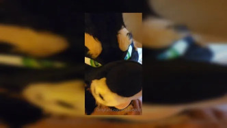 Palacewolf (16) video