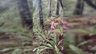 Tj OnlyFans 354 video