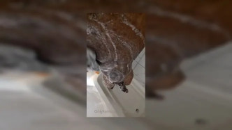 6a44f3f6 0027 4798 A528 A129db280fc5 video