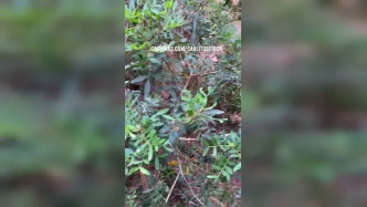 Carlitos17bcn Packing In The Park video