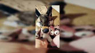 Palacewolf (134) video