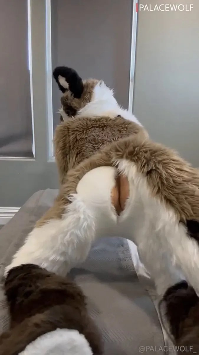 Palacewolf (136) video
