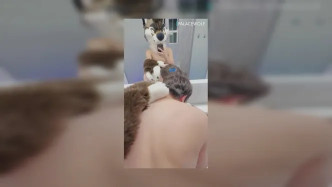 Palacewolf (14) video