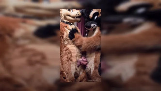 Palacewolf (44) video